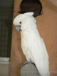 White cockatoo