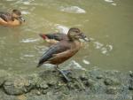 Lesser whistling-duck