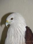 Brahminy kite