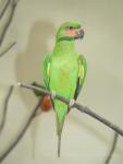 Long-tailed parakeet