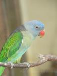 Blue-rumped parrot *