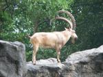 Nubian ibex