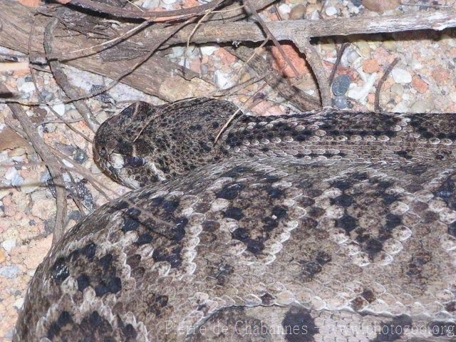 Western diamondback rattlesnake