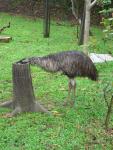 Common emu