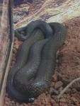 Inland taipan *