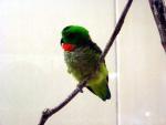 Blue-crowned hanging-parrot