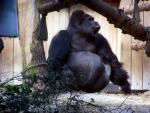 Western lowland gorilla