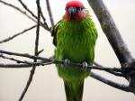 Goldie's lorikeet *