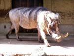 Common warthog