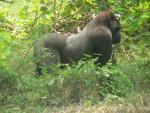 Western lowland gorilla