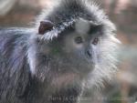 Silvery langur