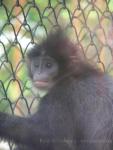 Grizzled leaf-monkey