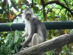 Mitred leaf-monkey