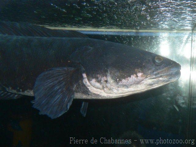 Giant snakehead