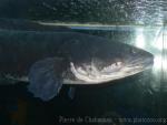 Giant snakehead