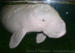 Dugong