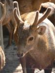 Bawean deer