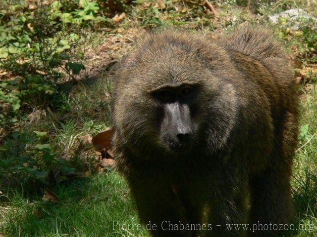 Olive baboon *