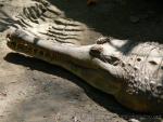 Malayan gharial