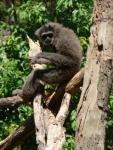 Silvery gibbon