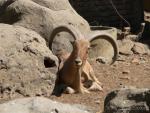 Aoudad