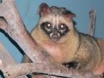 Sunda palm civet