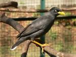 Javan myna