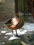 Wandering whistling-duck