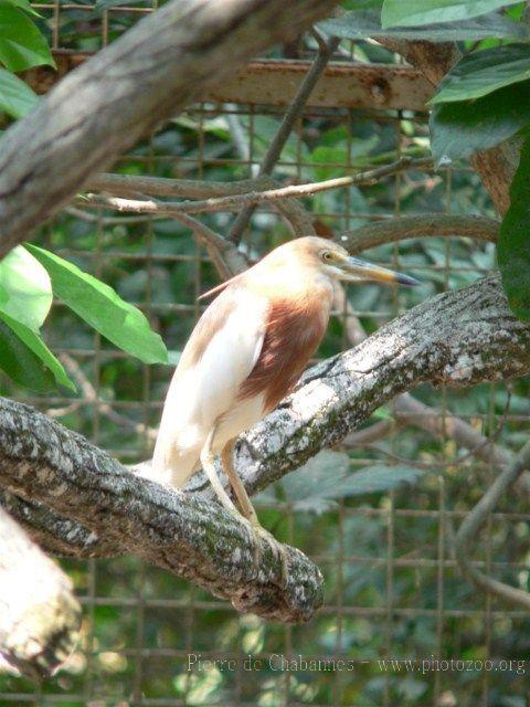 Javan pond heron