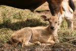 Javan banteng