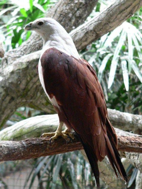 Brahminy kite