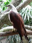 Brahminy kite