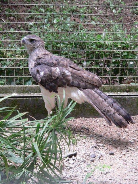 New Guinea Harpy Eagles (Harpyopsis novaeguineae)