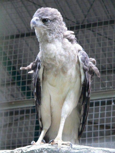 New Guinea eagle *