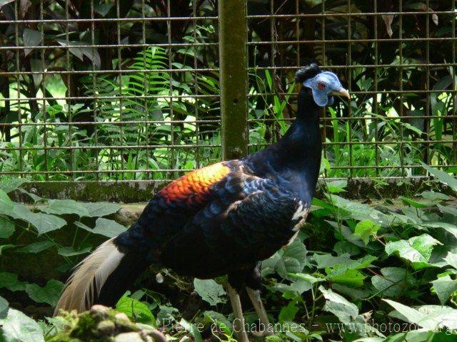 Bornean crested fireback