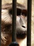 Siberut macaque *