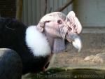 Andean condor