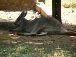 Common wallaroo