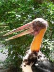 Lesser adjutant