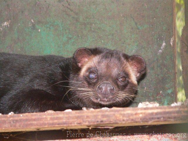 Masked palm civet