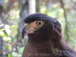 Crested serpent-eagle