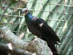 White-faced cuckoo-dove