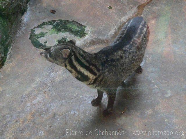 Malay civet