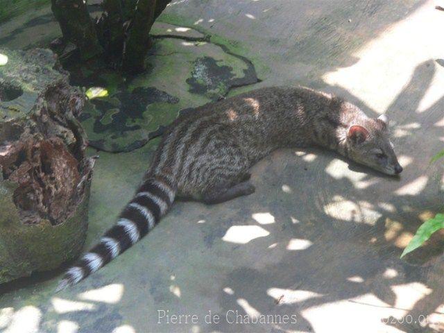 Small indian civet