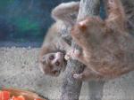 Sunda slow loris *