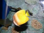 Sunburst butterflyfish