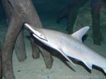 Bonnethead shark