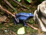 Blue dyeing poison frog