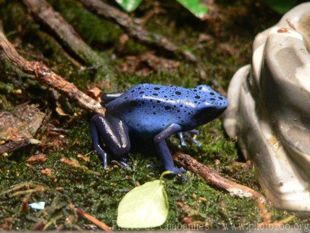 Blue dyeing poison frog