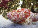 False stonefish